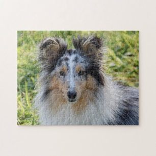Quebra-cabeça Merle Shetland Sheepdog - Sheltie Dog