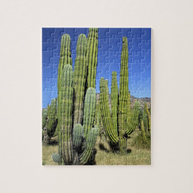 Quebra-cabeça México, Sonora, San Carlos. Saguaro & Organ Pipe (Vertical)