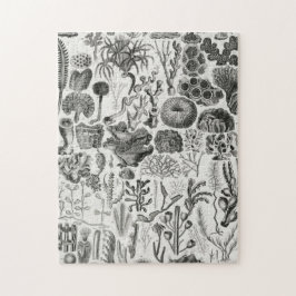 Quebra-cabeça Minerais Geológicos Fósseis Poli