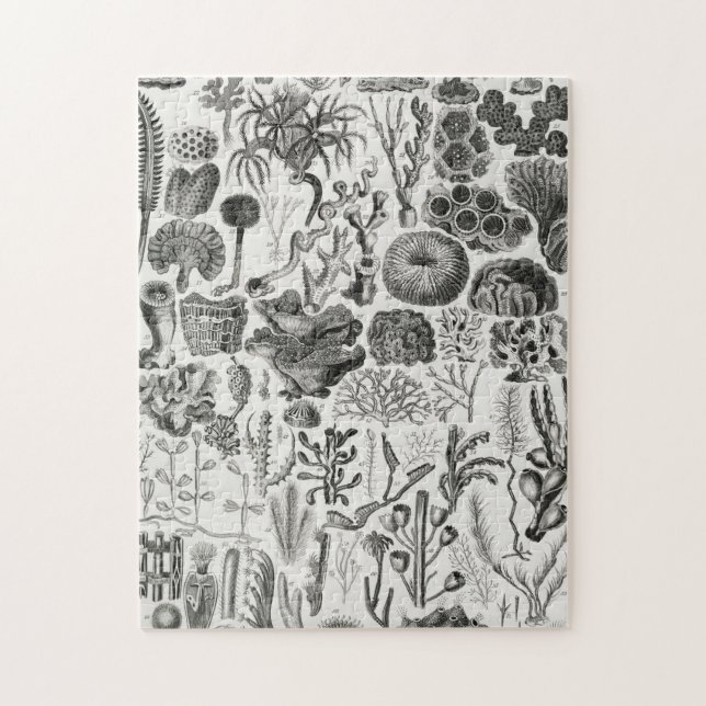 Quebra-cabeça Minerais Geológicos Fósseis Poli (Vertical)