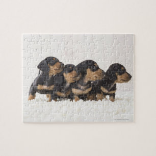 Quebra-cabeça Mini Dachshund quatro