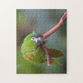 Quebra-cabeça Mini Macaw Curiosa de Hahn / Macaw Oculto