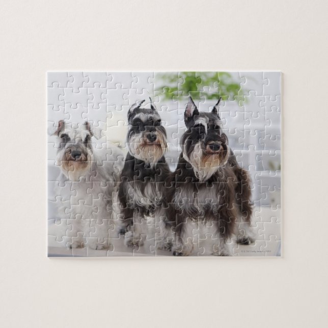 Quebra-cabeça Miniatura Schnauzers de pé à beira da mesa (Horizontal)