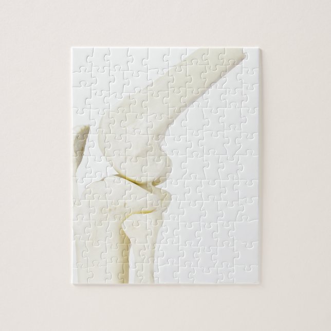 Quebra-cabeça Modelo da articulação do joelho do pé humano (Vertical)