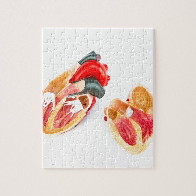 Quebra-cabeça Modelo humano do coração isolado no fundo branco (Vertical)