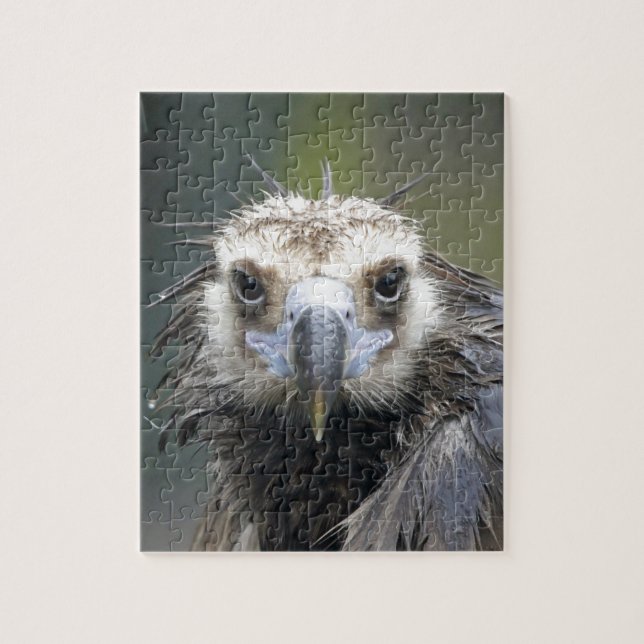 Quebra-cabeça Mönchsgeier (Vertical)