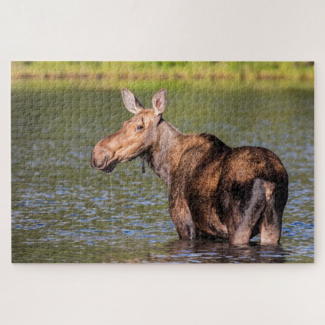 Quebra-cabeça Moose Feeding in Glacier National Park, Montana (Horizontal)