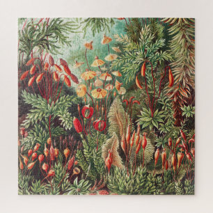 Quebra-cabeça Mosses, Muscinae Laubmoose por Ernst Haeckel