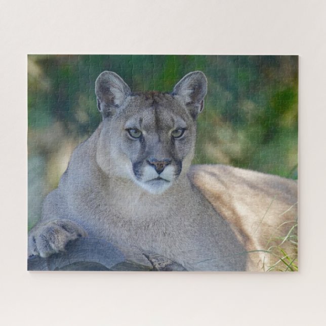 Quebra-cabeça Mountain Lion Jigsaw Puzzle (Horizontal)