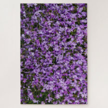 Murmurios Violeta em Flor – 1014 Peças de Phlox Ro