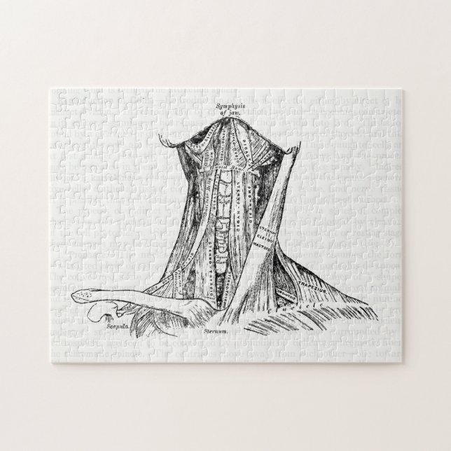 Quebra-cabeça Músculos velhos da ilustração da anatomia do (Horizontal)