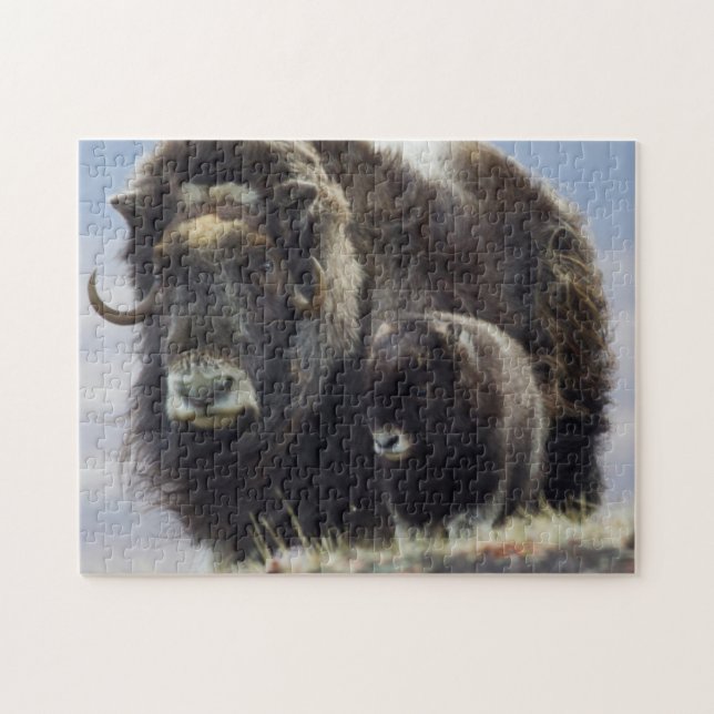 Quebra-cabeça Musk Ox com Vitelo (Horizontal)