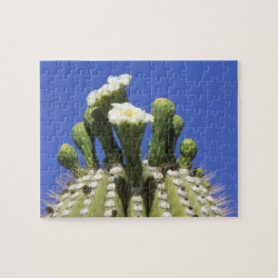 Quebra-cabeça N.A., EUA, Arizona, Tucson, Deserto de Sonora 2