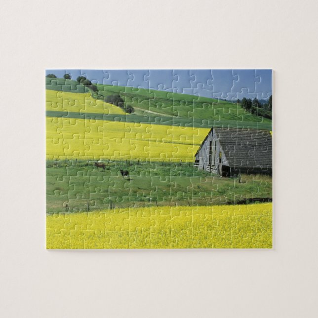 Quebra-cabeça NA, EUA, Idaho, perto de Potlatch, Canola e velho (Horizontal)