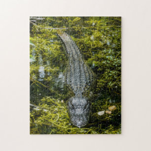 Quebra-cabeça Nadação crocodilo em água pântana