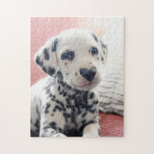 Quebra-cabeça Nariz de Coração Dalmata