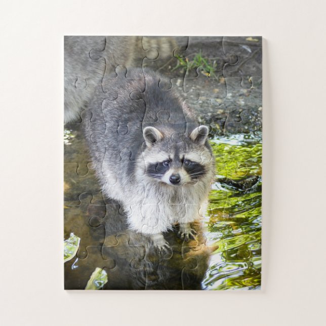 Quebra-cabeça Natação de Raccoon na Água do Rio (Vertical)