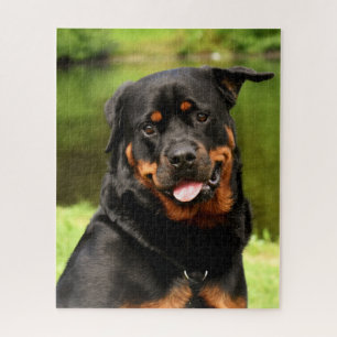 Quebra-cabeça Negra e Tan Rottweiler