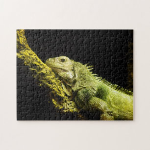 Quebra-cabeça nobre da iguana