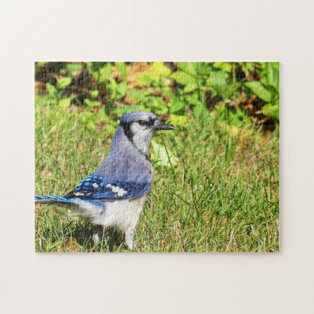 Quebra-cabeça Norte Blue Jay (Horizontal)