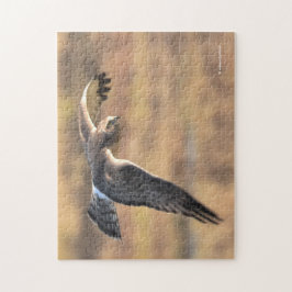 Quebra-cabeça Norte espantoso Harrier na caça no pântano