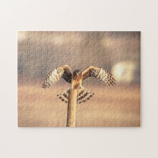 Quebra-cabeça Norte Harrier no Shawangunk Grasslands (Horizontal)