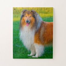 Nosso Collie Áspero Nosso Animal de Estimação da F