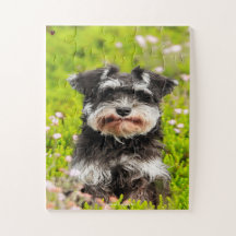 Nosso Schnauzer Nosso Animal de Estimação da Famíl