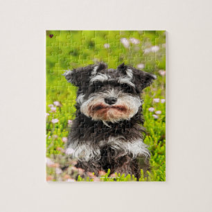 Quebra-cabeça Nosso Schnauzer Nosso Animal de Estimação da Famíl