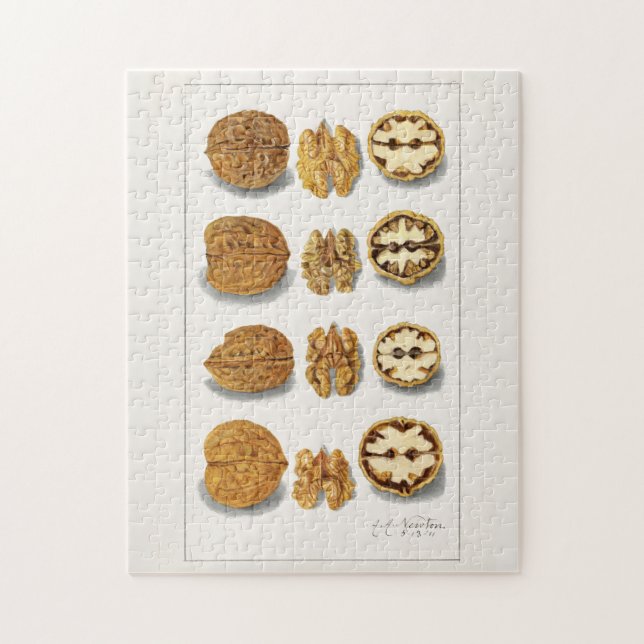 Quebra-cabeça Nozes (Juglans) Fruta (Vertical)