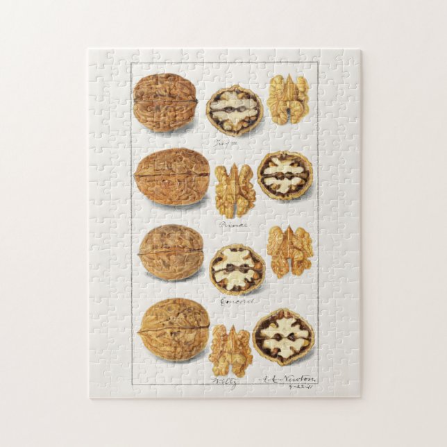 Quebra-cabeça Nozes (Juglans) - Pintura por Aquarela (Vertical)