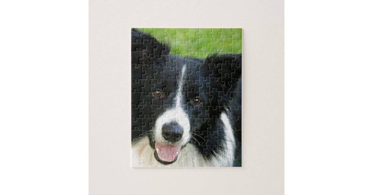 Border Collie na Exposição - Quebra-Cabeça - Geniol