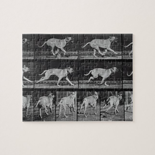 Quebra-cabeça O cão Running, chapeia 707 "da locomoção animal", (Horizontal)