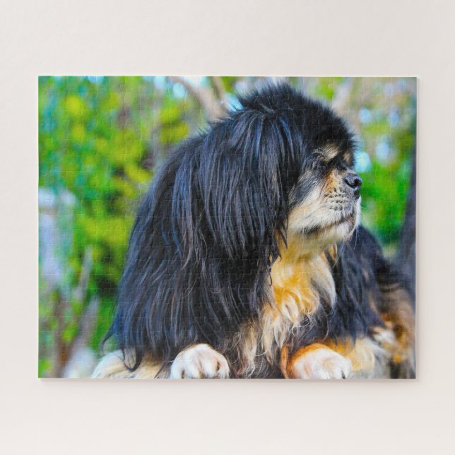 Quebra-cabeça O espanhol tibetano Cães Jigsaws. (Horizontal)