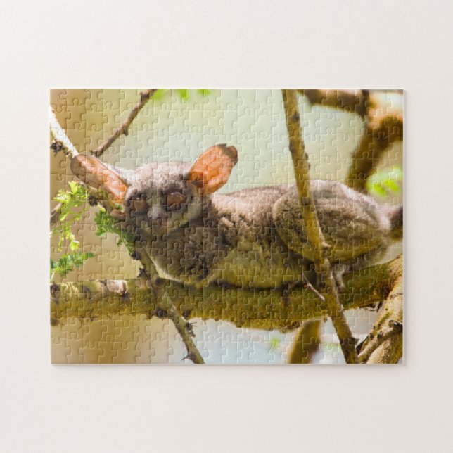 Quebra-cabeça O Galago Senegalês (Galago Senegalensis) (Horizontal)