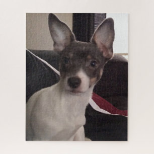 QUEBRA-CABEÇA O PEQUENO CÃO CHIHUAHUA