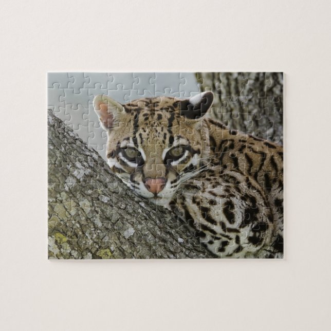 Quebra-cabeça Ocelot, Felis pardalis, cativo, fêmea descansando  (Horizontal)