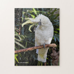 Quebra-cabeça Ondas de Cockatoo Penteadas no Fotógrafo