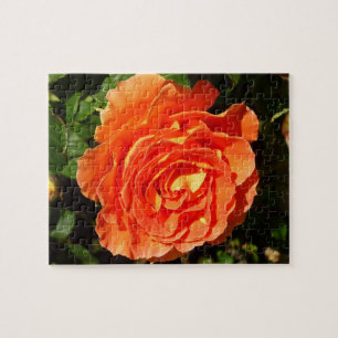 Quebra-cabeça Orange Rosa I Bonito Floral