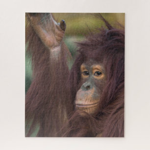 Quebra-cabeça Orangutan Kayan
