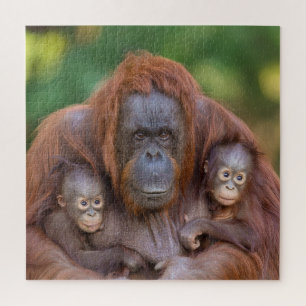 Quebra-cabeça Orangutan Mãe Assistindo Sobre Dois Bebês