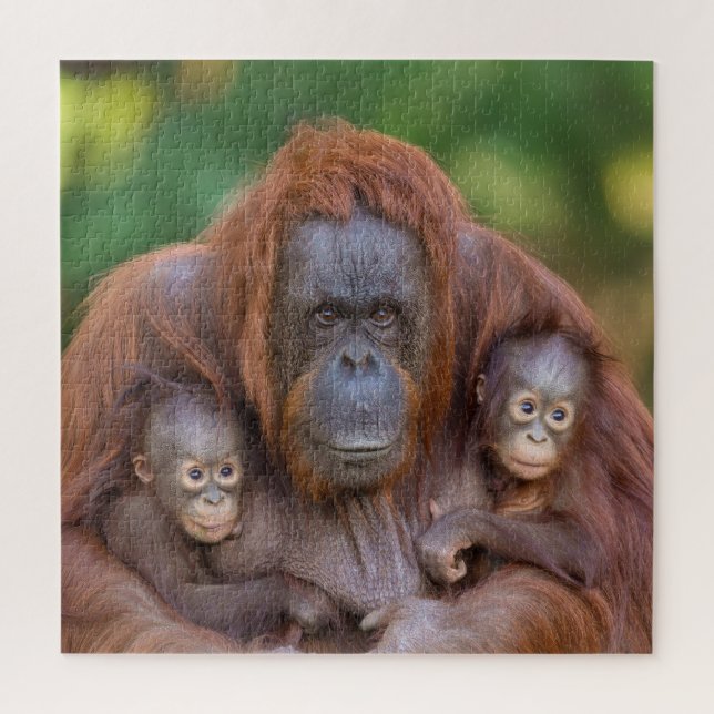 Quebra-cabeça Orangutan Mãe Assistindo Sobre Dois Bebês (Vertical)