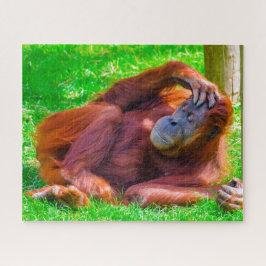 Quebra-cabeça Orangutanos.