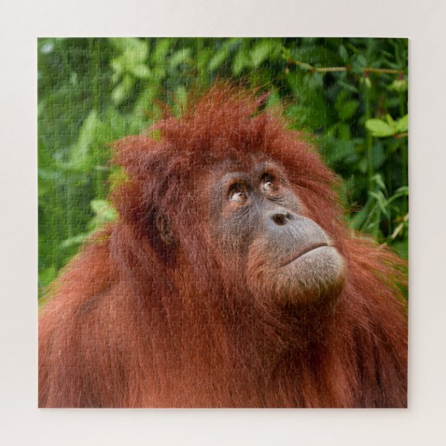 Quebra-cabeça Orangutan's Thoughement Gaze (Vertical)