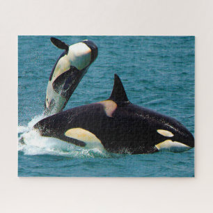 Quebra-cabeça Orca Baleias Assassinas ou Orcas de Jigsaw