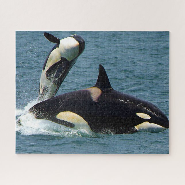 Quebra-cabeça Orca Baleias Assassinas ou Orcas de Jigsaw (Horizontal)