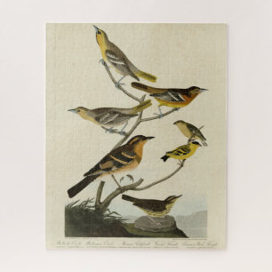 Quebra-cabeça Orioles, arbustos, das Aves da América de Audubon