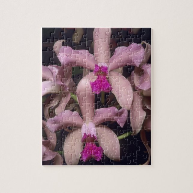 Quebra-cabeça Orquídea, (Cattleya amethystoglossa), Leste (Vertical)