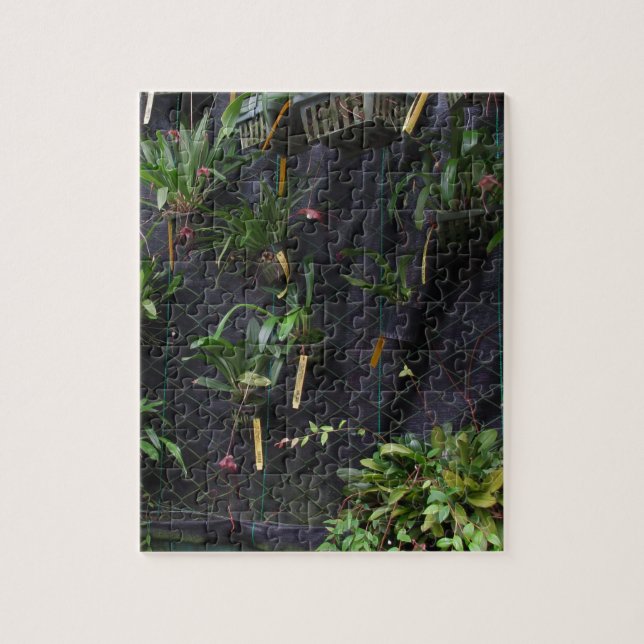 Quebra-cabeça Orquídea Drácula (Vertical)