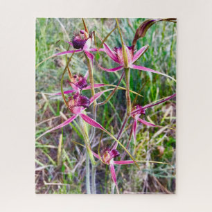 Quebra-cabeça Orquídeas-aranha